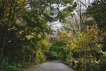Road in autumn forest