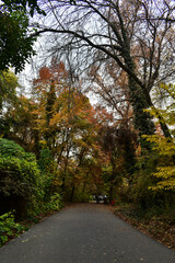 Road in autumn forest