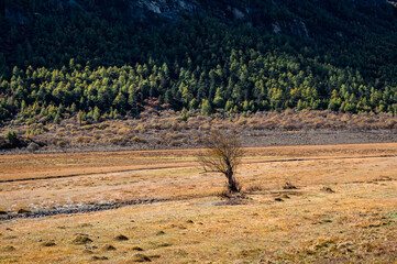 A withered tree in the autumn valley meadow