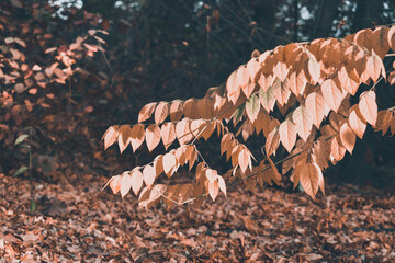 Autumn leaves in the forest