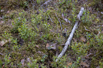 Forest Moss with Old Brown Leaves and Birch Branch. Lithuania, Europe