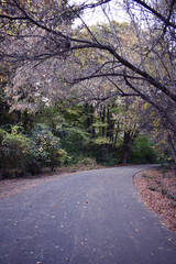 Road in autumn forest