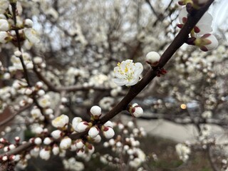 Spring apricot blossoms on tree branches. White flowers blooming in nature. Floral background with selective focus