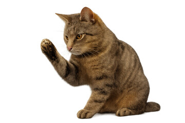 Obraz premium Tabby cat playing, reaching paw, looking focused, domesticated feline isolated with transparent background