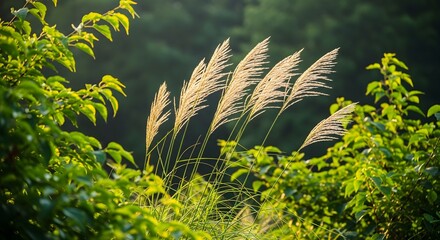 Grass swaying in breeze