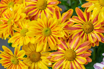 秋に咲く黄色とオレンジのストライプ模様の菊の花