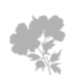 Dense Floral Bouquet Shadow Overlay with Natural Sunlight Effect