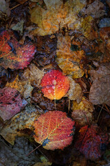 fallen aspen leaves in rain drops, forest nature abstract background. artistic nature image of fall season. autumnal colorful  foliage texture. top view