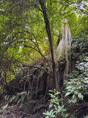 Tall tree with large roots in green forest during daytime