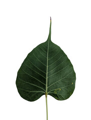 heart-shaped Bodhi leaf with elongated tip, a sacred botanical symbol for spiritual designs,...