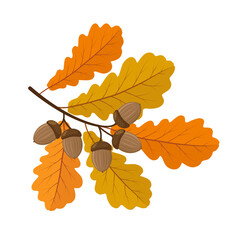 Oak branch with leaves and acorns. Color vector illustration in cartoon style. Isolated on white background.