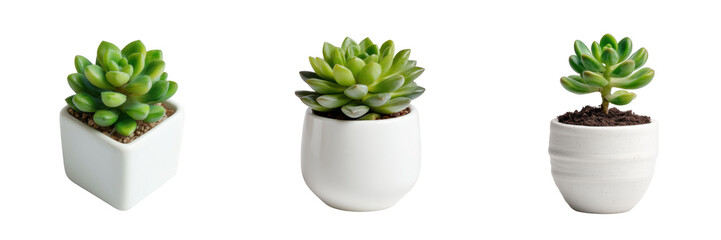 Set of Diverse succulent plants in stylish pots isolated on a transparent background.