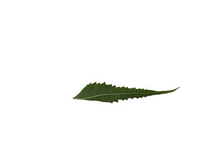 dark green serrated leaf with fine veins, isolated on a white background, suitable for botanical illustrations, nature-themed designs, and organic branding

