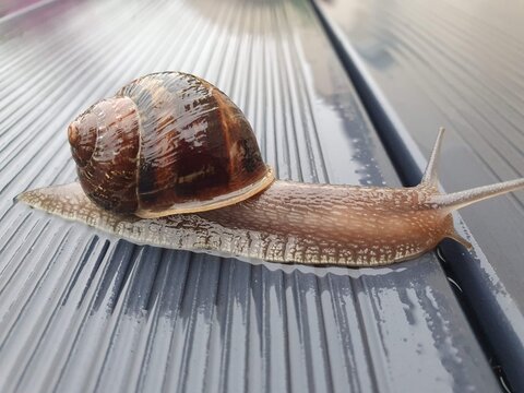 Escargot et perspective