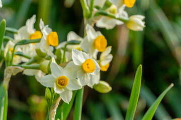 冬の陽だまりに咲く日本水仙の可憐な花