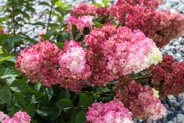 A vibrant bush of pink and white hydrangeas, some turning reddish, thrives among green foliage and light-colored gravel.