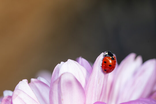 A bright red ladybug on a soft pink chrysanthemum leaf. A moment of natural liveliness captured through macro photography. - Powered by Adobe