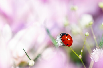 A bright red ladybug on a soft pink background, perched on a small white flower. A romantic and vibrant macro nature shot.
