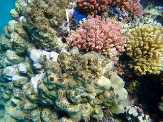 Vibrant blue mantle giant clam between coral