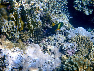 Green head wrasse with fringed tail fin
