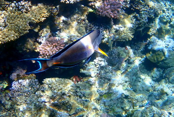 Dark blue surgeonfish with orange tail spine