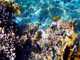 Blue yellow striped angel fish near coral