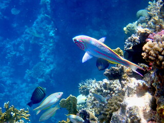 Fototapeta premium Wrasse with red stripes over yellow coral reef