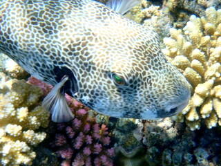 White spotted puffer fish over dark coral