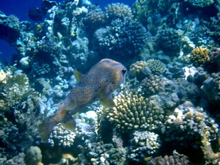 Spotted puffer fish swimming in the red sea