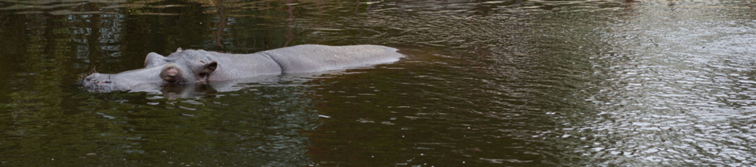 A hippopotamus resting in the water