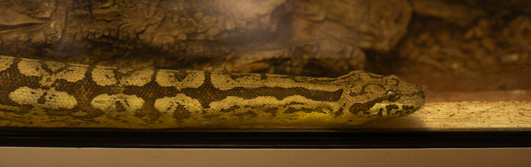 Closeup of a boa constrictors head