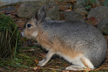 Patagonian hare or dillaby.