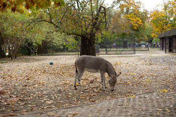 Portrait of a donkey in the yard
