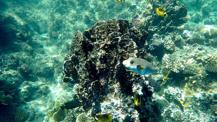 White spotted puffer fish over dark coral © chriss73