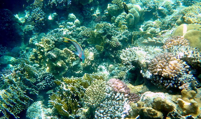 Wrasse with red stripes over yellow coral reef