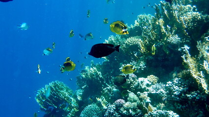 Schooling yellow striped butterflyfish over coral reef