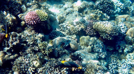 White spotted puffer fish over dark coral © chriss73
