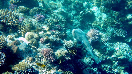 Spotted puffer fish swimming in the red sea