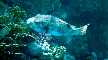 White spotted puffer fish over dark coral © chriss73