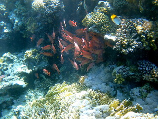 School of small reddish-orange glassfish near coral