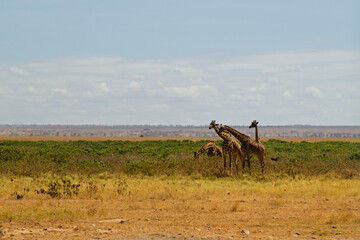 Amboseli National Park, Kenya: Giraffe Herd Browsing in the Savanna Landscape © rabbitholephoto
