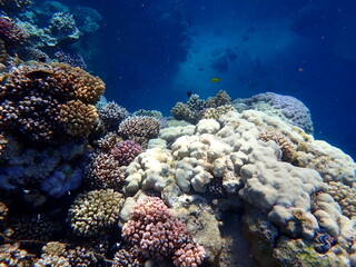 Vibrant shallow coral reef teeming with small fish