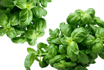 Fresh basil leaves isolated on a white background