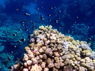 Vibrant shallow coral reef teeming with small fish