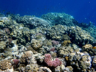 Vibrant shallow coral reef teeming with small fish
