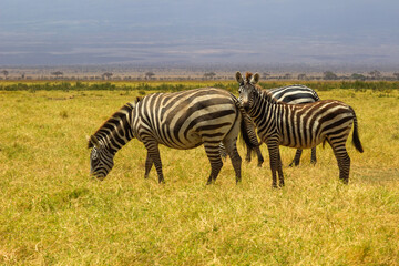 Amboseli National Park, Kenya: Zebra Family Grazing in the Savannah