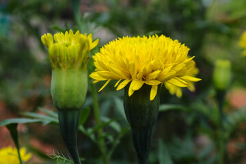 Close-up of Yellow Marigold Buds and Flowers, Representing Growth, Freshness, and Natural Beauty