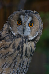 long-eared owl Asio otus