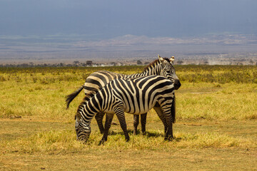 Amboseli National Park, Kenya: Zebras Grazing on the Savanna
