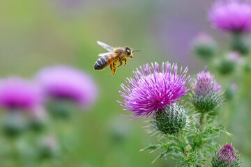 Bee pollinating vibrant wild thistle flower in a natural habitat